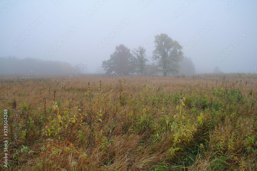 autumn forest with misty morning