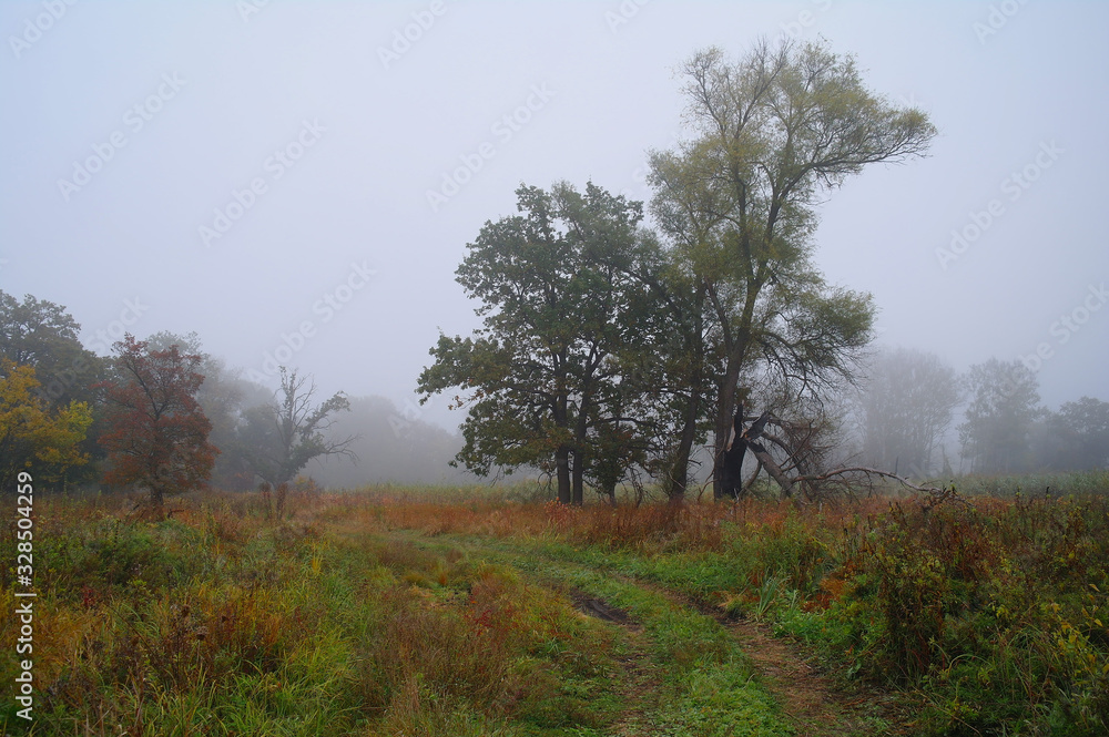 autumn forest with misty morning