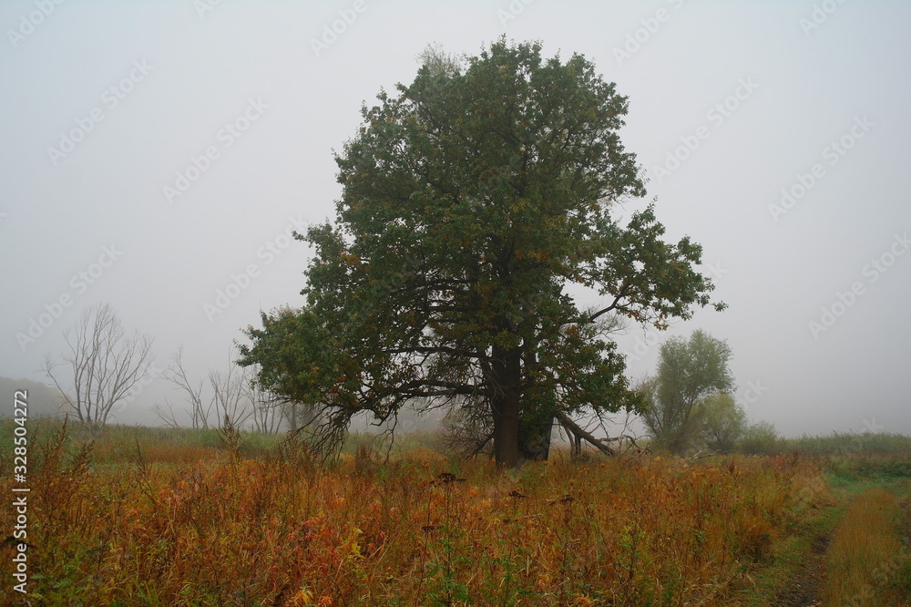 autumn forest with misty morning