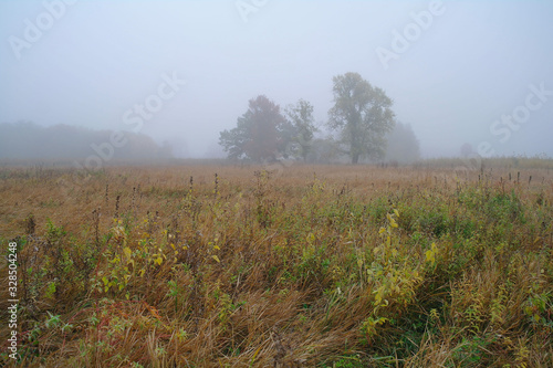 Obraz na płótnie autumn forest with misty morning w salonie