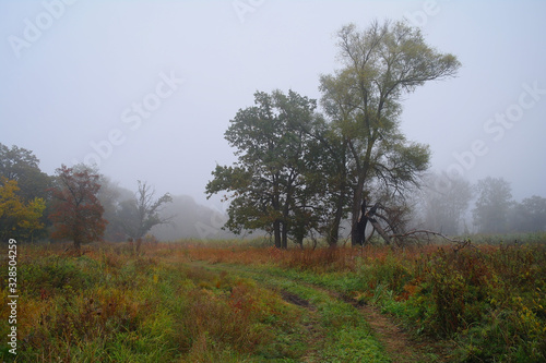 Obraz na płótnie autumn forest with misty morning w salonie