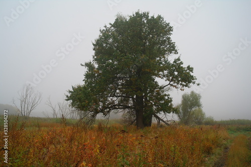 Obraz na płótnie autumn forest with misty morning w salonie