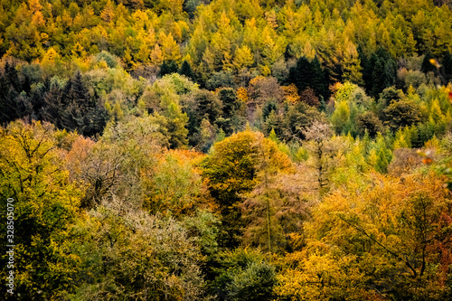 autumn leaves in the forest