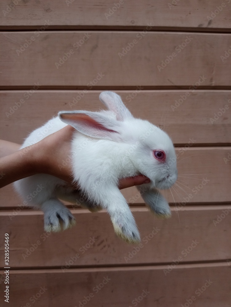 Obraz premium rabbit in basket
