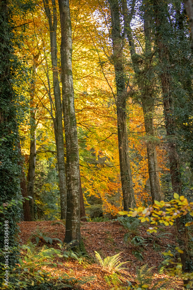 autumn in the forest