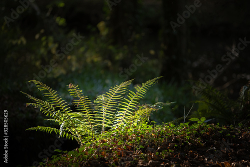 fern in the forest