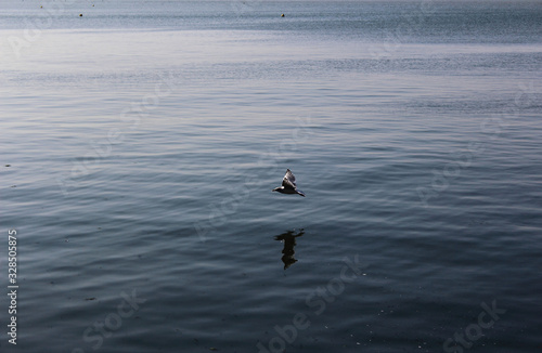 seagull on the beach