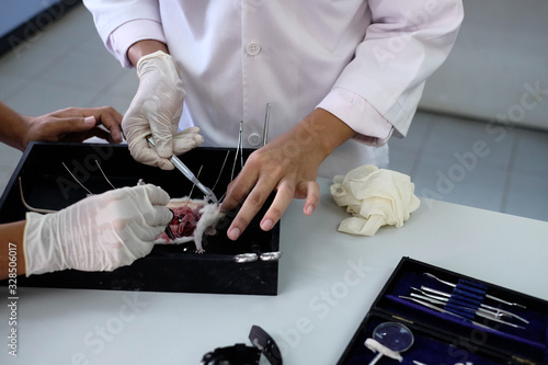 Malaysia - March 2, 2020: Surgeon perform vascular anastomosis on the rat lab. Students  tdo a practical session at university in Malaysia in laboratory rat. 
