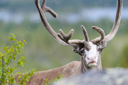 Close up of a young reindeer with a white patch on his face