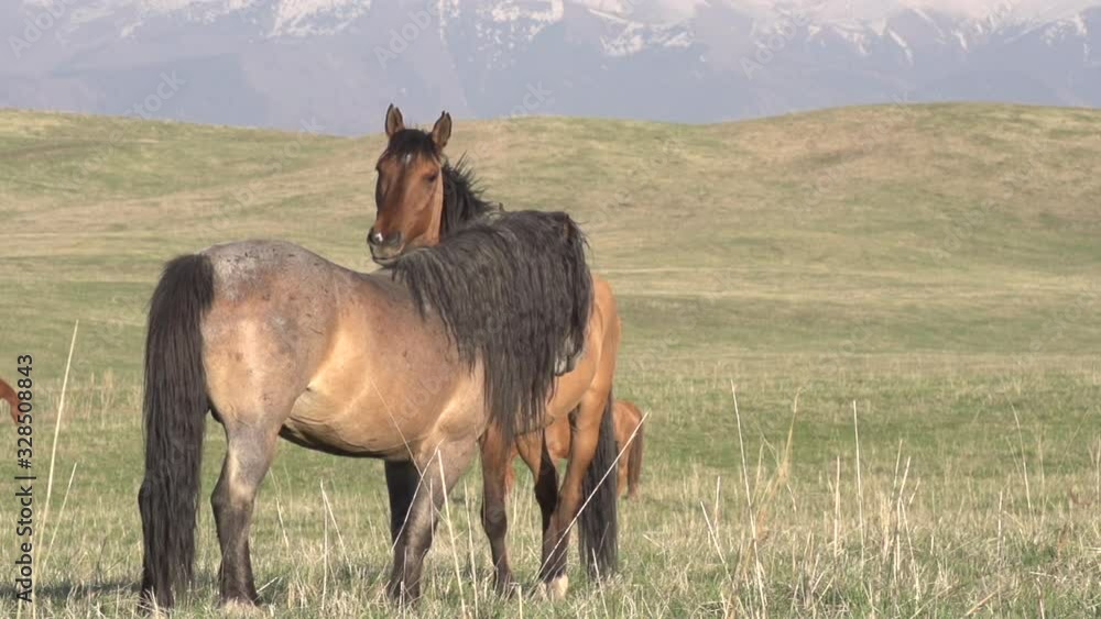Tenderness of a Horse Pair. Horse and mare show affection to each other. Slow Motion at a rate of 120 fps Tenderness of a Horse Pair. Horse and mare show affection to each other. Slow Motion at a rate of 120 fps
