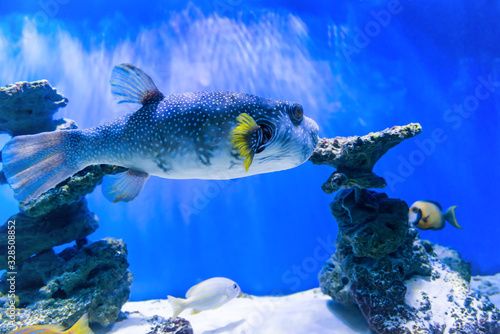 Fugu puffer blowfish fish Arothron Hispidus in aquarium as nature underwater sea life background