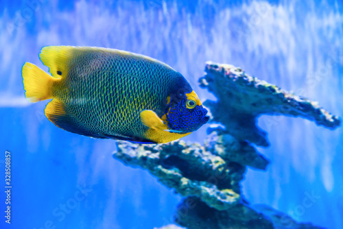 Tropical discus fish Symphysodon near coral reef as nature underwater sea life background © Pavlo Vakhrushev