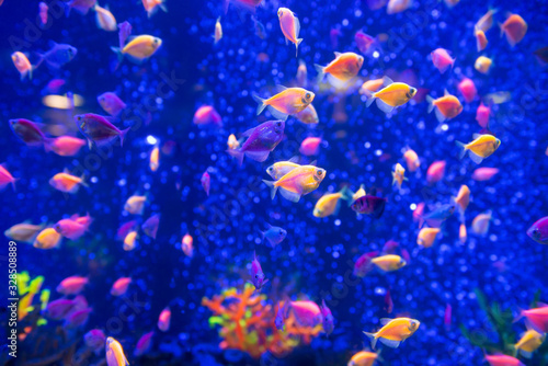 Tropical fishes in aquarium as nature underwater sea life background
