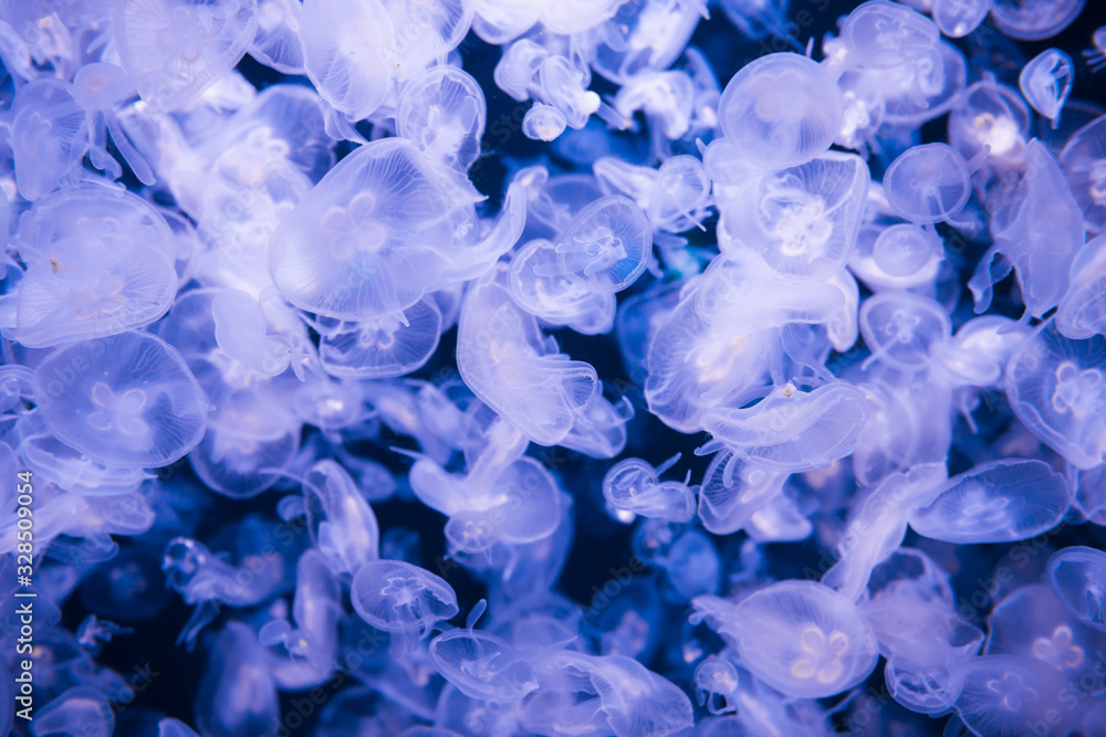 Many jellyfishes aurelia aurita in blue water as nature sea life background Many jellyfishes aurelia aurita in blue water as nature sea life background