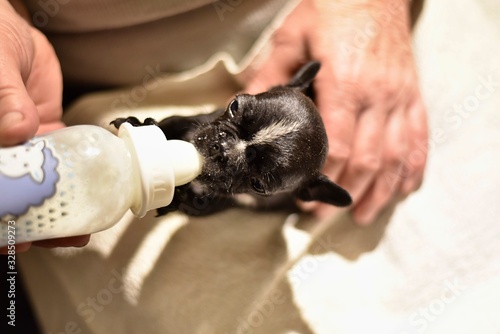 French Bulldog puppy fed with milk from a bottle