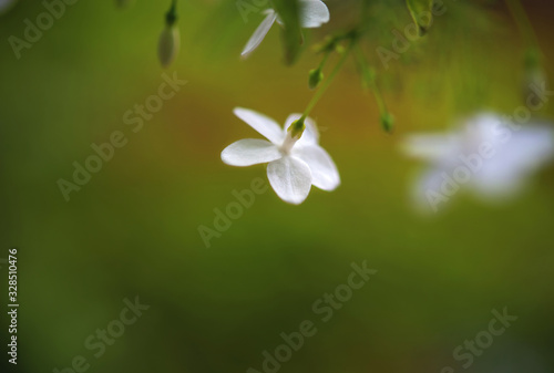 Close-up view of tiny white flower