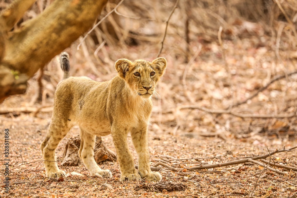 Obraz premium lioness with cub