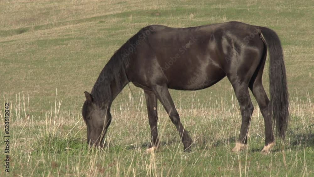 Black Mare Nibbling Spring Grass. Black horse grazing on a hilly pasture. Slow Motion at a rate of 120 fps Black Mare Nibbling Spring Grass. Black horse grazing on a hilly pasture. Slow Motion at a rate of 120 fps