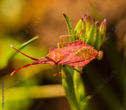 insect perched on plant photo