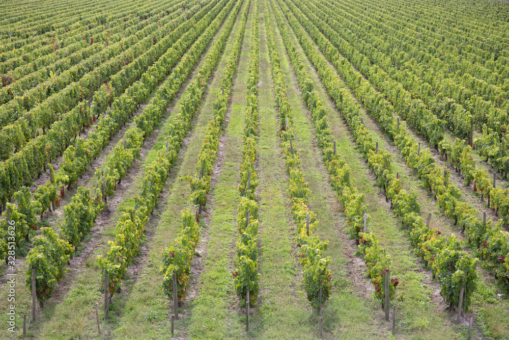 view of a vineyard in the Bordeaux countryside France