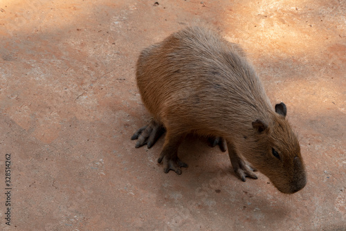 Capipara is the largest rat in the world,Kapipara is the largest rat in the world, native to South America. On the brown ground. native to South America. photo