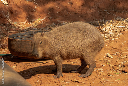 Capipara is the largest rat in the world,Kapipara is the largest rat in the world, native to South America. On the brown ground. native to South America. photo