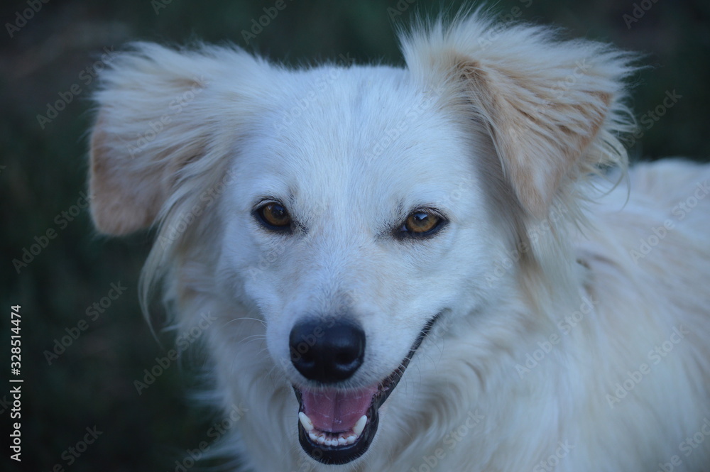 portrait of a dog portrait of a dog