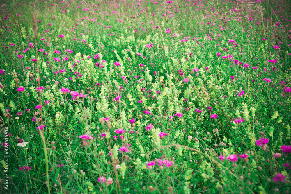 Summer floral landscape. Field with colorful yellow and purple wildflowers in summer. Toned image in retro style. Vintage floral background.