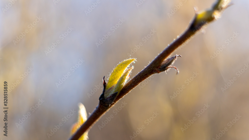 Spring buds in Aronia shrub. Spring buds in Aronia shrub.