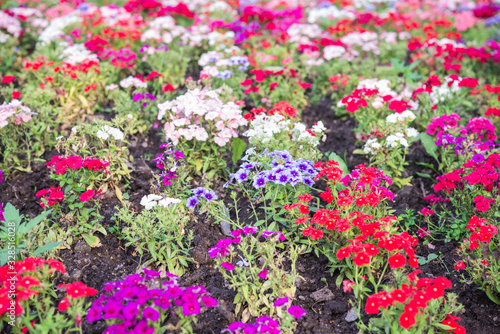 Fototapeta Naklejka Na Ścianę i Meble -  Flowerbed. Flowers of different color