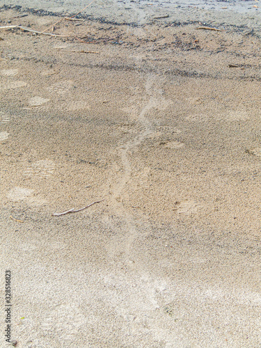 Beaver trail, in sand