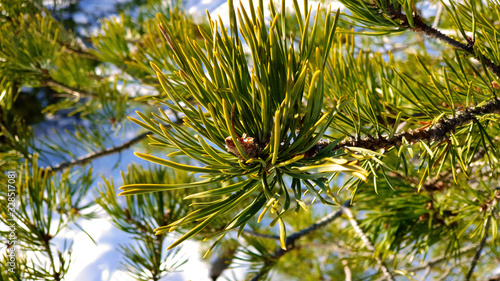 branch of a tree