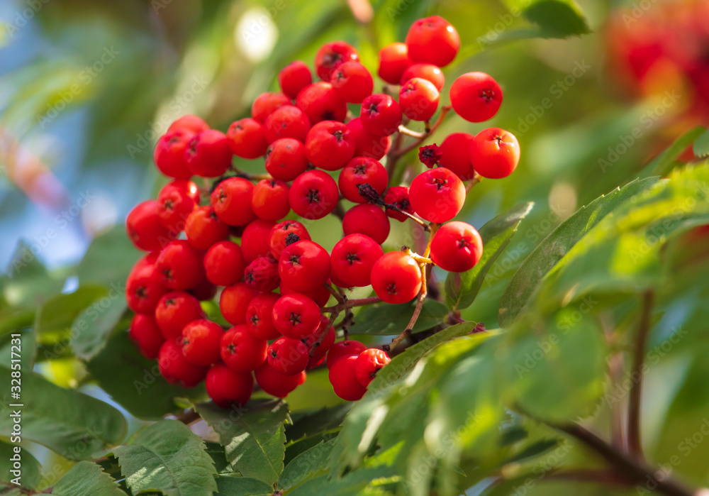 Red viburnum on the branches of a tree Red viburnum on the branches of a tree