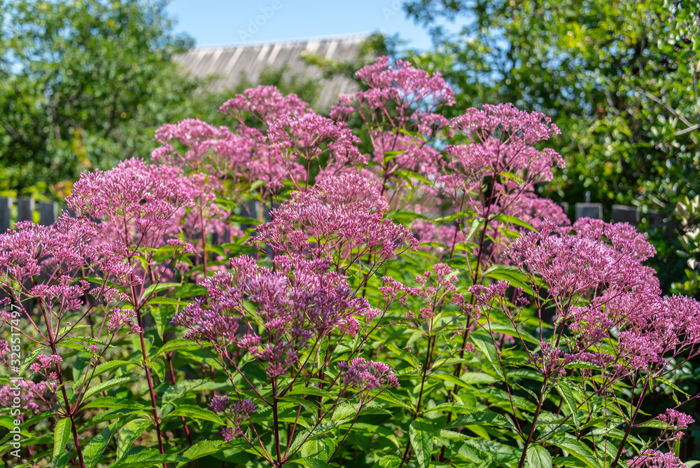 Eupatorium blooms in the garden Eupatorium blooms in the garden