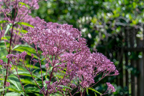 Eupatorium blooms in the garden	 photo