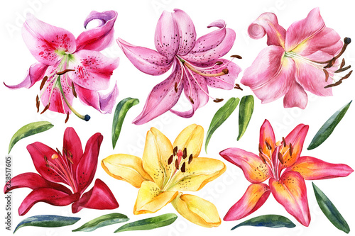 Elegant lilies, red yellow orange pink lily flowers on an isolated white background, watercolor illustration, collection, set of watercolor flower. photo