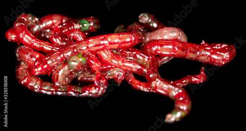 Red bloodworm worms isolated on a black background