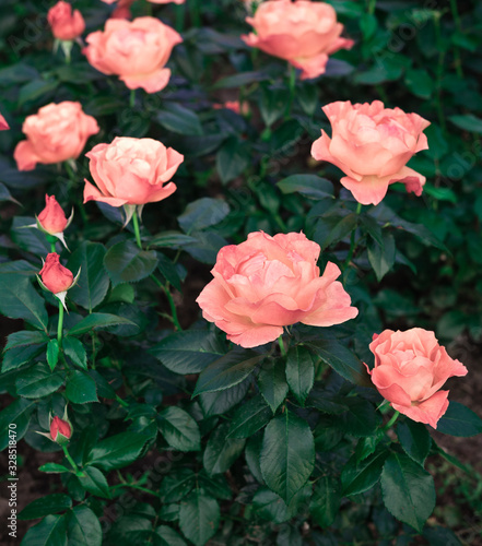 Pink Rose. Vintage flowers. Toned image in retro style