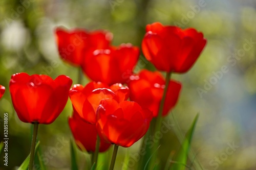 Rote Tulpen - Tulipa