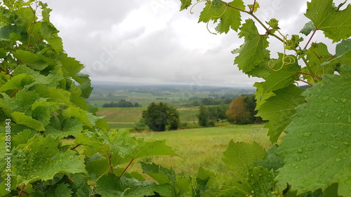 Château de Monbazillac et vignes photo