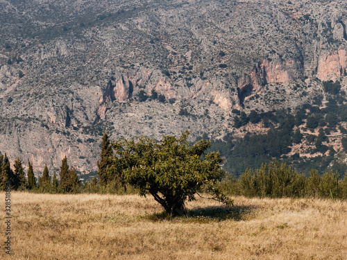 Fototapeta Naklejka Na Ścianę i Meble -  Un árbol solitario en el campo con fondo de montañas. Vista de frente