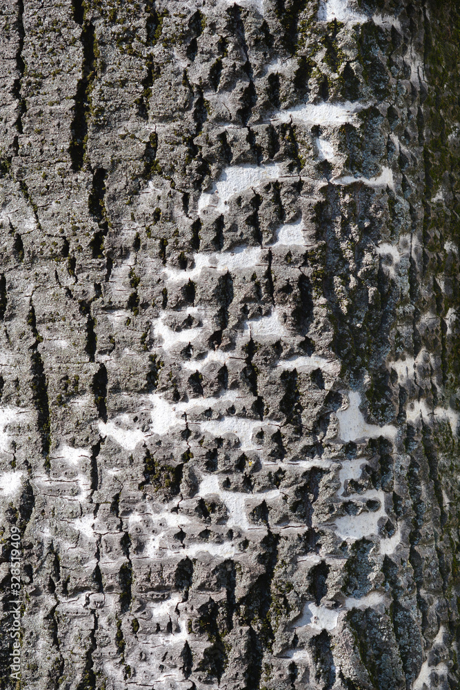 Obraz premium White poplar