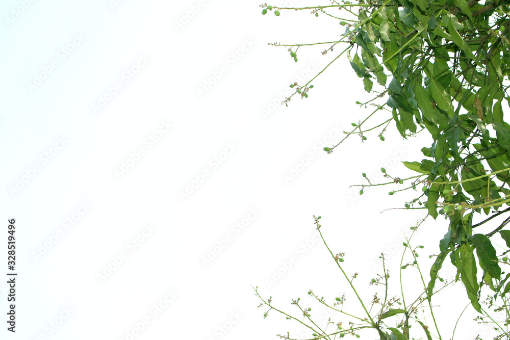 Natural green leaves background image Natural green leaves background image