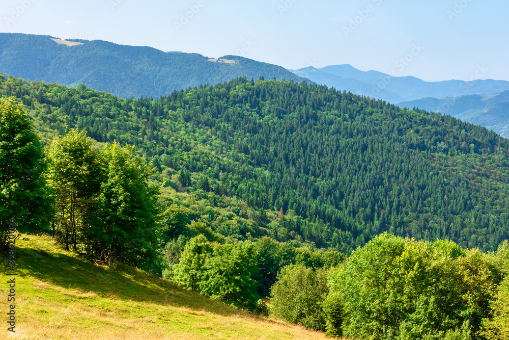 sunny mountain landscape in summer