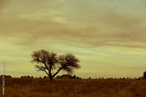 Pampas sunset landscape  La pampa  Argentina