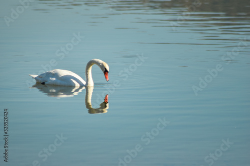 Swan on lake searching for algae