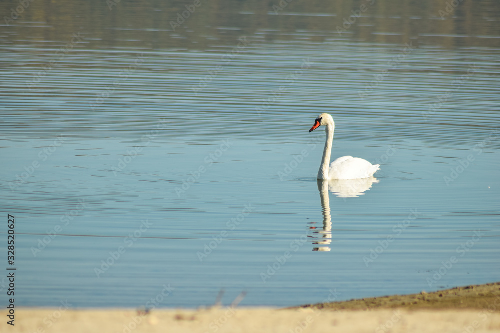 Fototapeta premium Swan on lake searching for algae