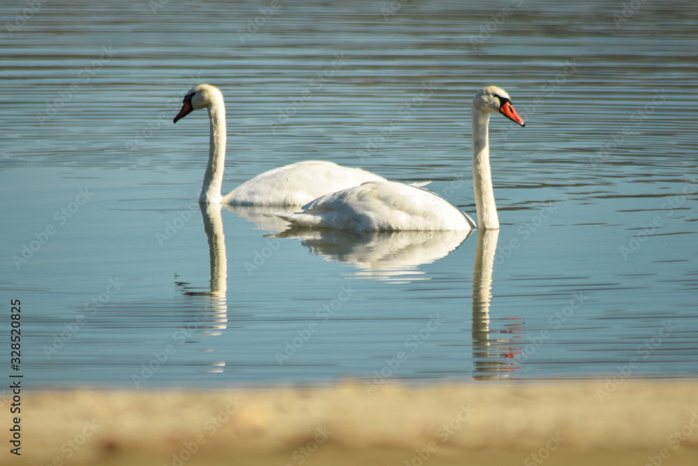 Obraz premium Swan on lake searching for algae