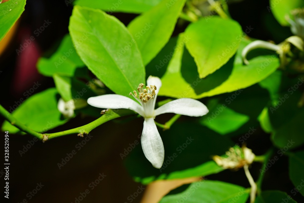 Fragrant white and yellow flower of a lemon tree Fragrant white and yellow flower of a lemon tree