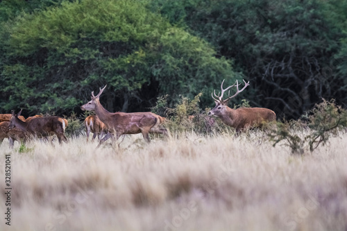 Female Red deer herd in La Pampa, Argentina, Parque Luro Nature Reserve © foto4440